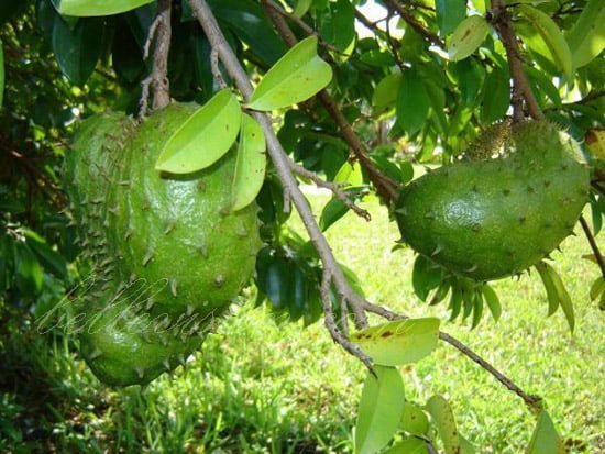 Graviola: Eine Erkundung von Tradition, Nährstoffen und wissenschaftlichem Interesse Graviola Blätter und Frucht