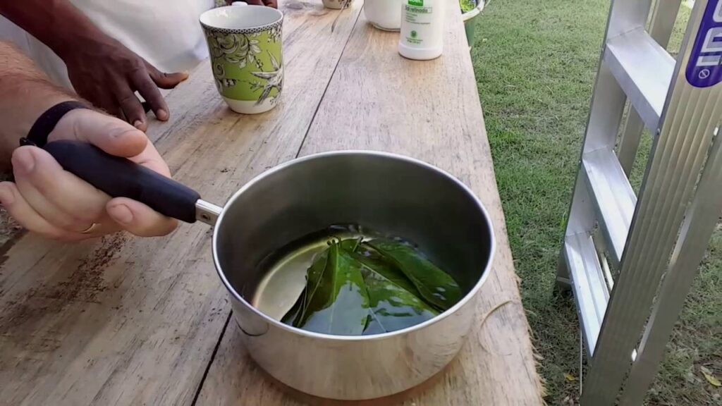 Wie man den perfekten Graviola-Tee zubereitet Wie man den perfekten Graviola-Tee zubereitet