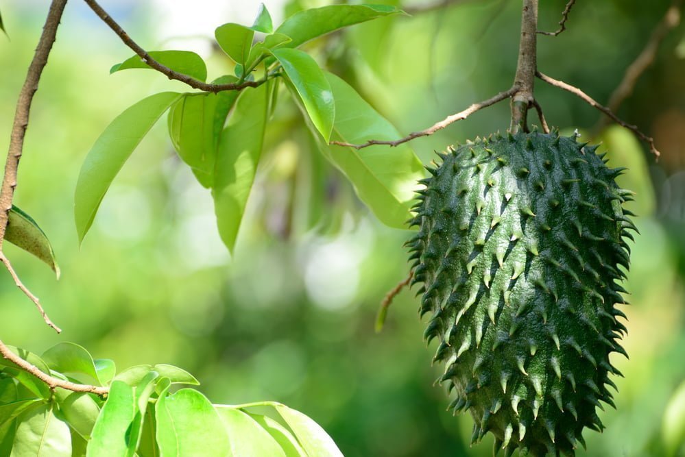 Graviola: Eine Erkundung von Tradition, Nährstoffen und wissenschaftlichem Interesse Graviola Frucht